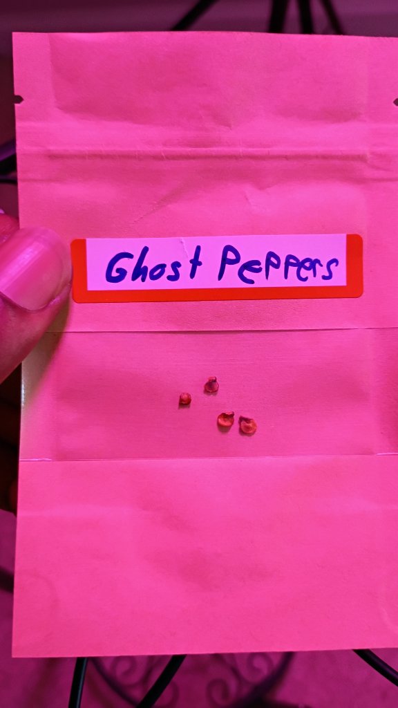 Ghost Pepper Seeds 5