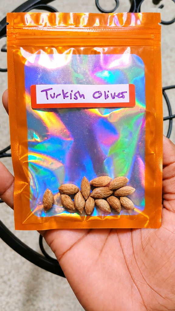 Turkish Olive Seeds 2