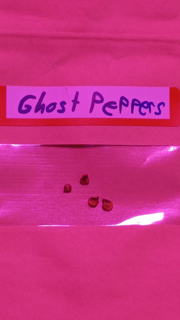 Ghost Pepper Seeds 4