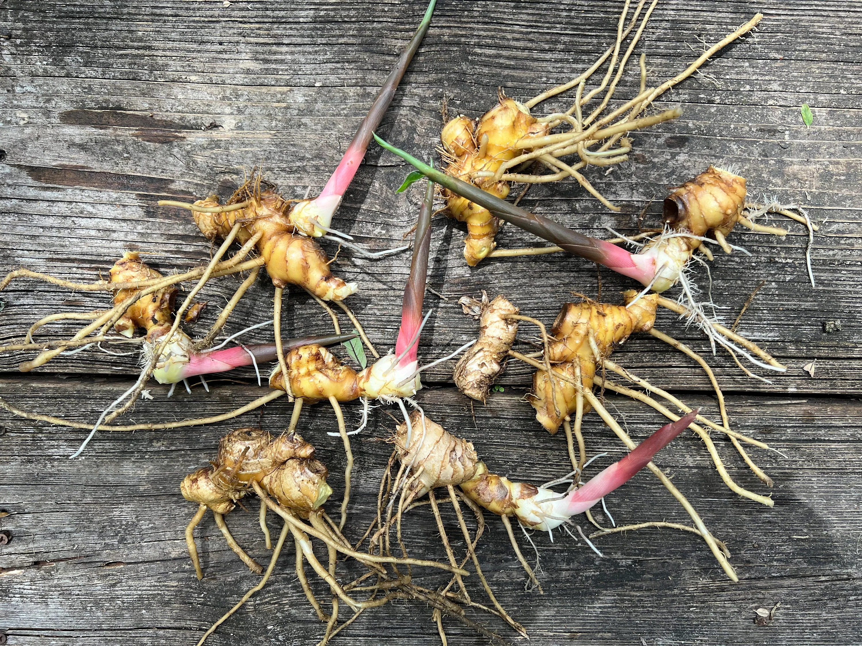 Shampoo (Bitter) Ginger 3