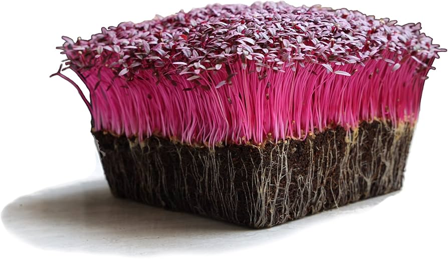 Amaranth Seeds (Red) 3