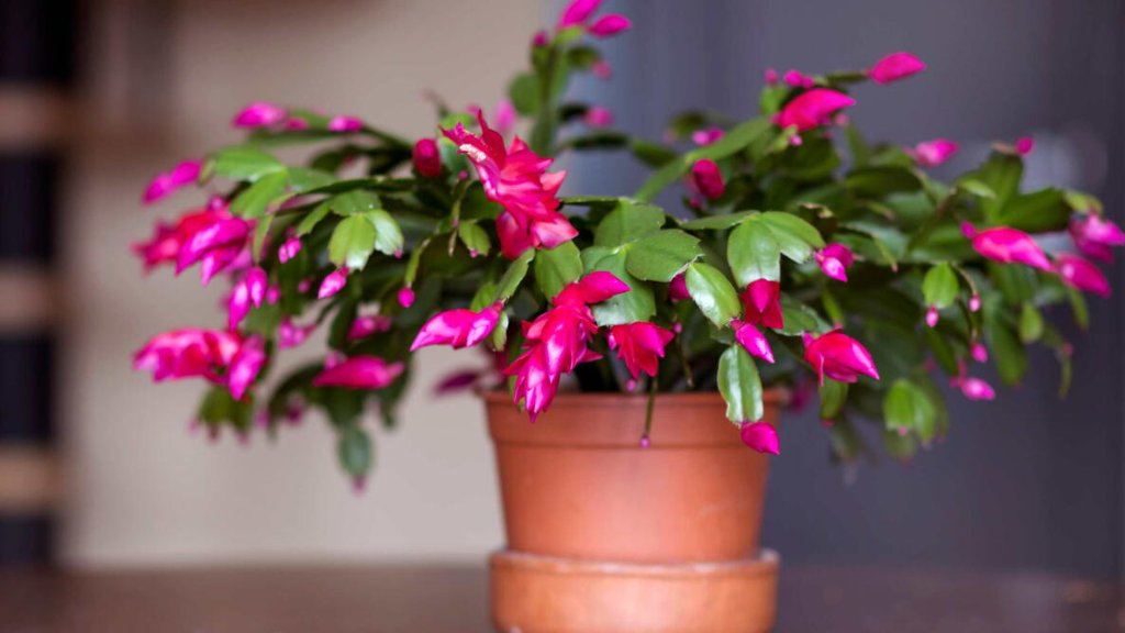 Christmas Cactus