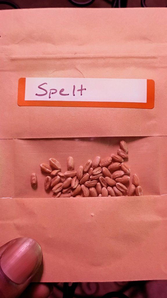 Spelt Seeds