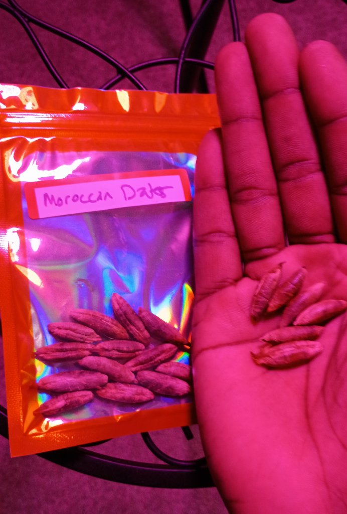 Moroccan Date Seeds 5