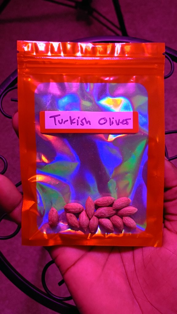 Turkish Olive Seeds 4
