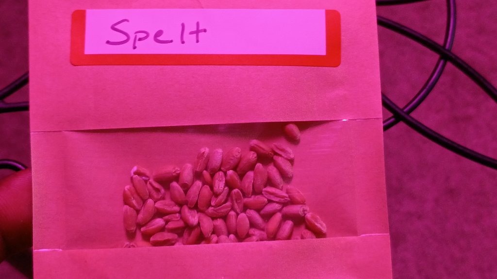 Spelt Seeds 6