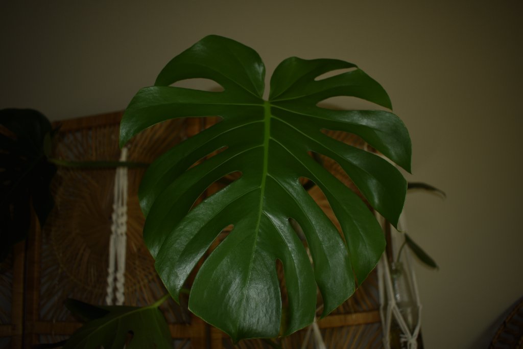 Monstera Deliciosa