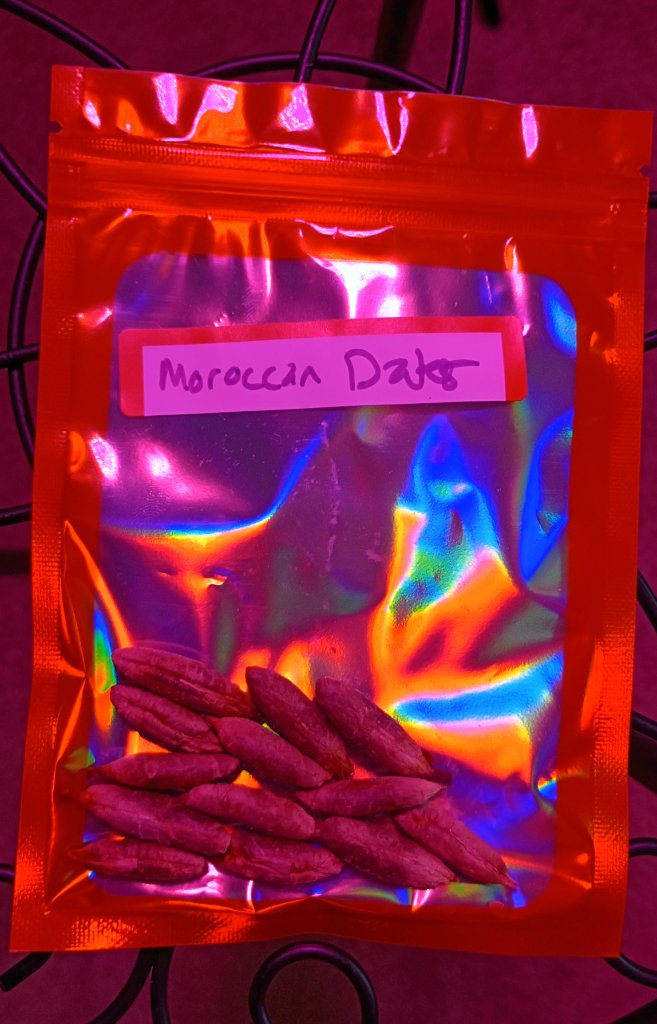 Moroccan Date Seeds 2