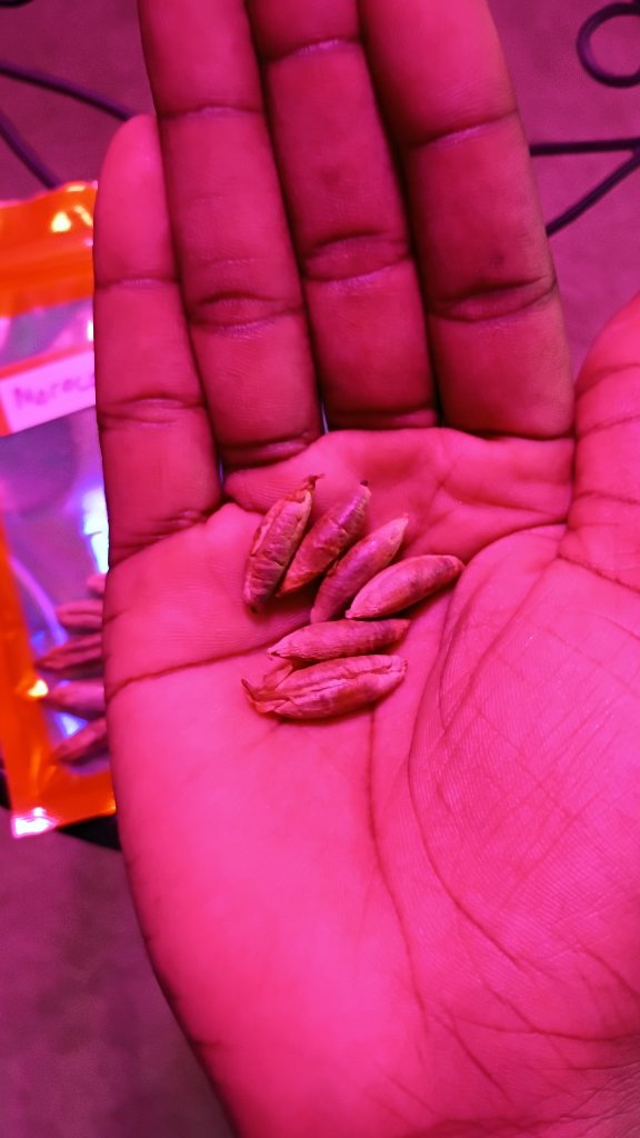 Moroccan Date Seeds 6
