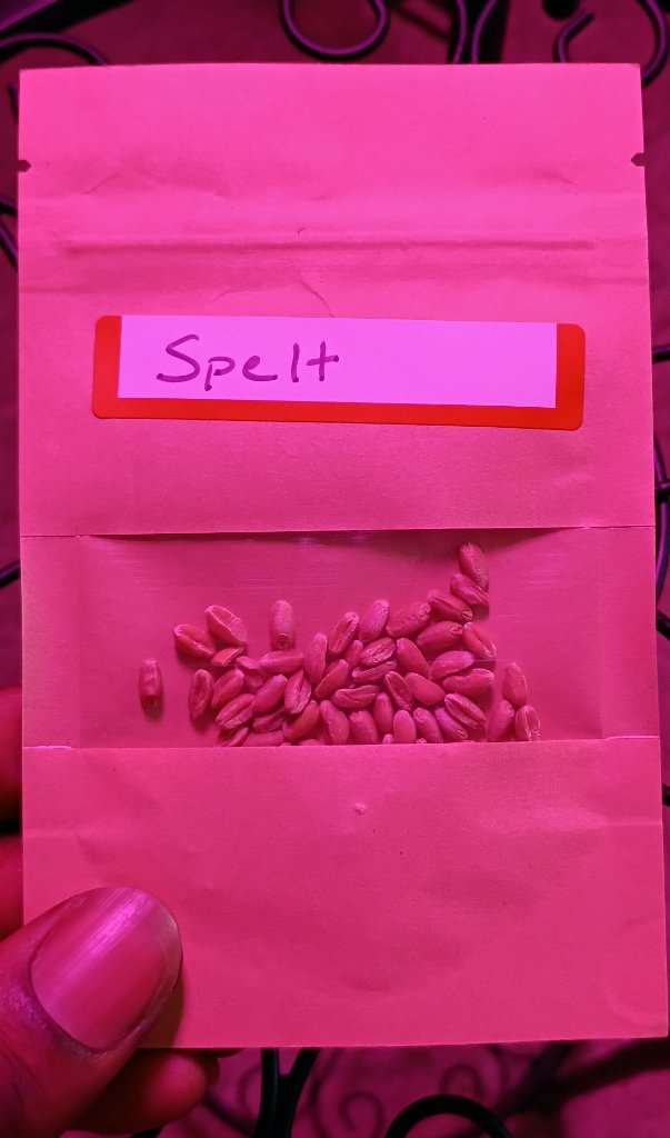 Spelt Seeds 4