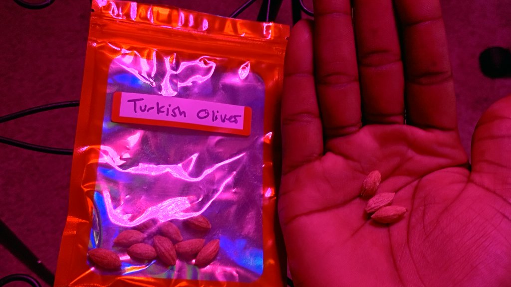 Turkish Olive Seeds 5
