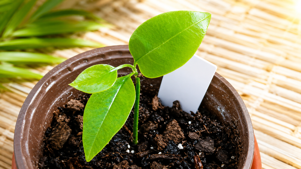 Soursop Sprouts 6
