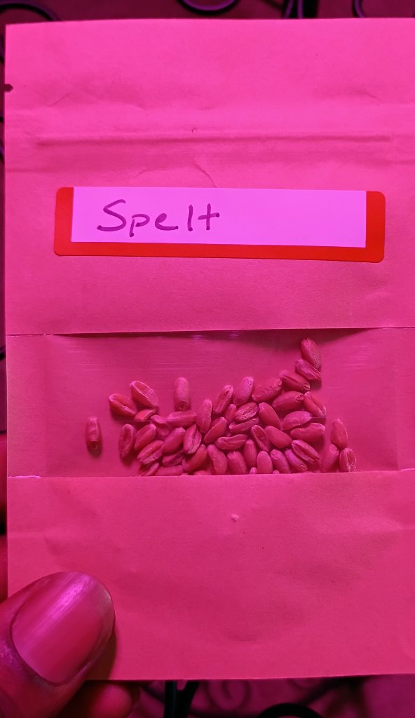 Spelt Seeds 3