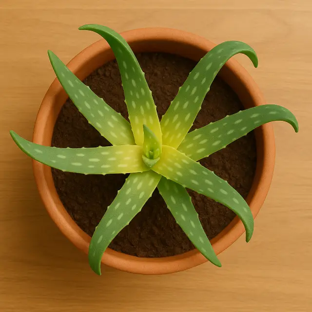 Aloe Vera