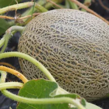 Cantaloupe Seeds 4