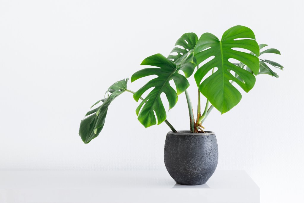Monstera Deliciosa 3