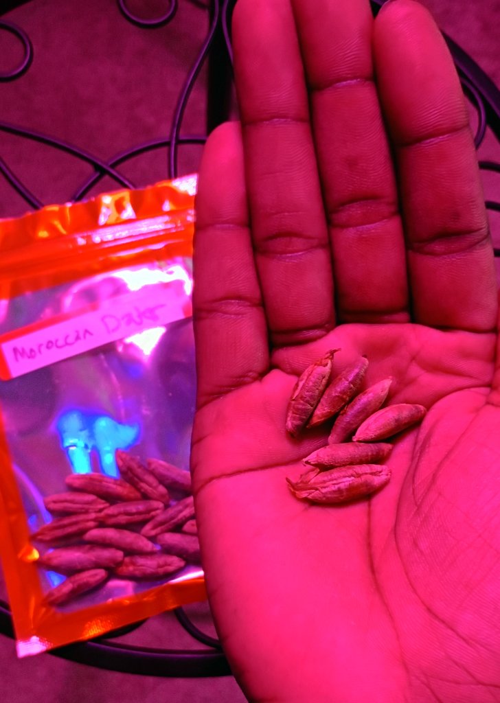 Moroccan Date Seeds 7