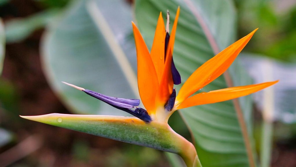 Bird Of Paradise 2