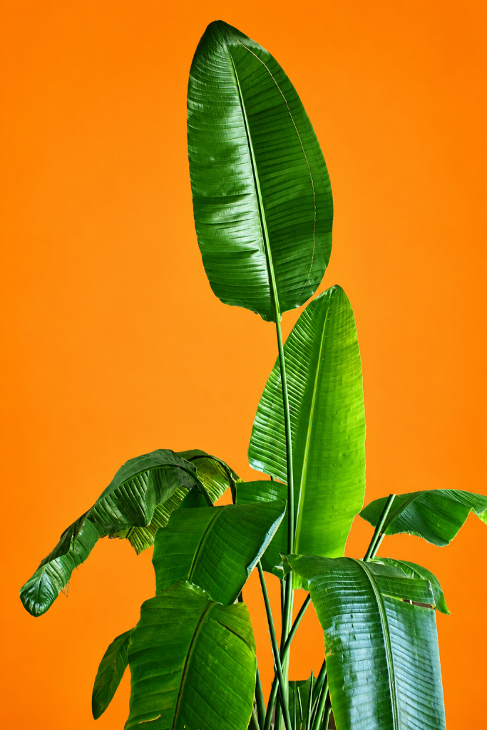 Bird Of Paradise