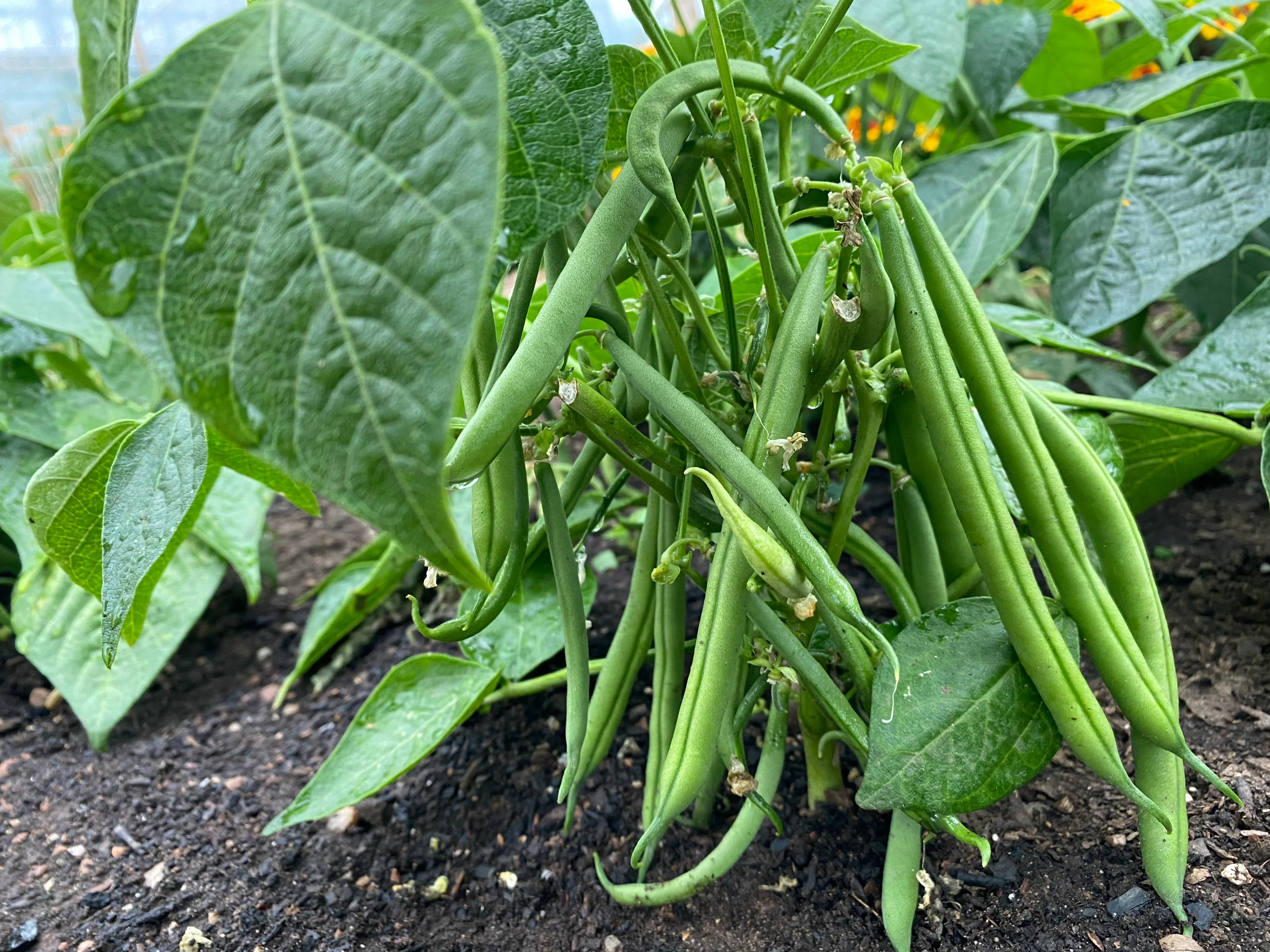 Bush Green Beans 5