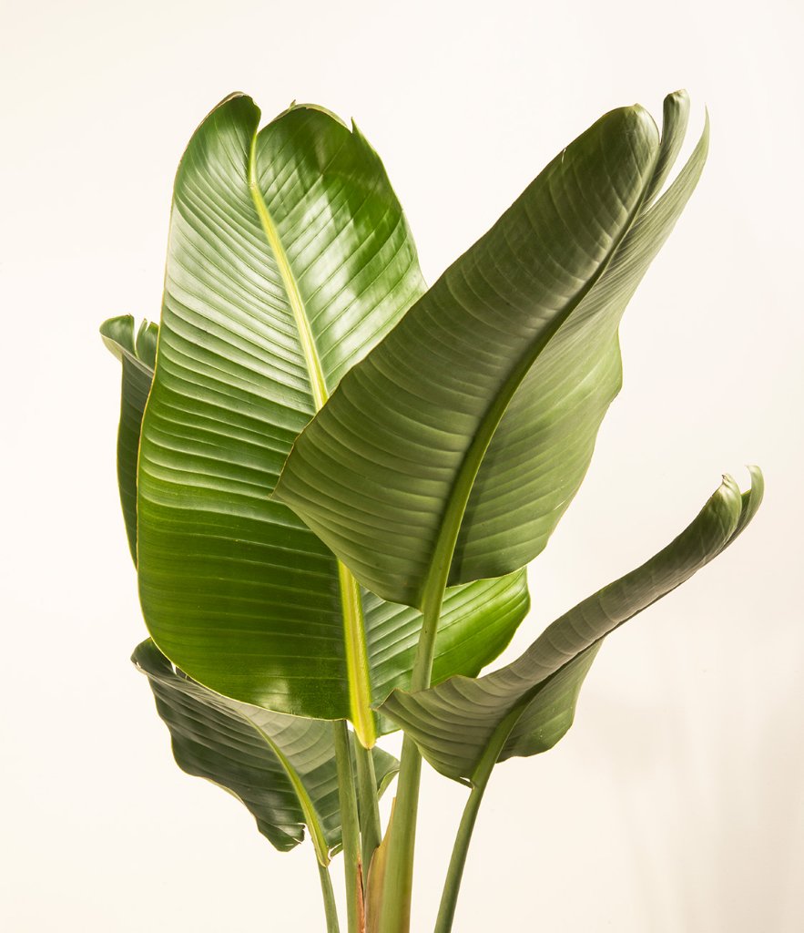 Bird Of Paradise 4