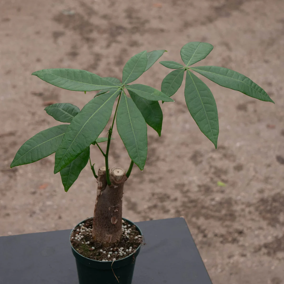 Money Tree 2