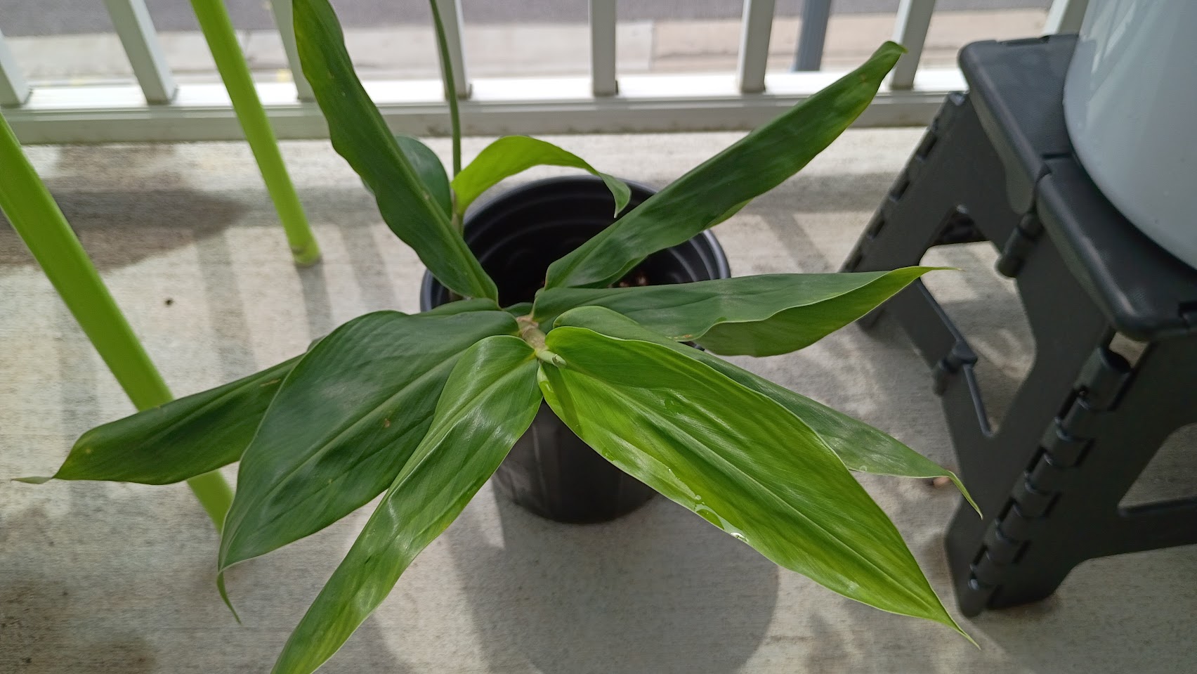 Shampoo (Bitter) Ginger 4