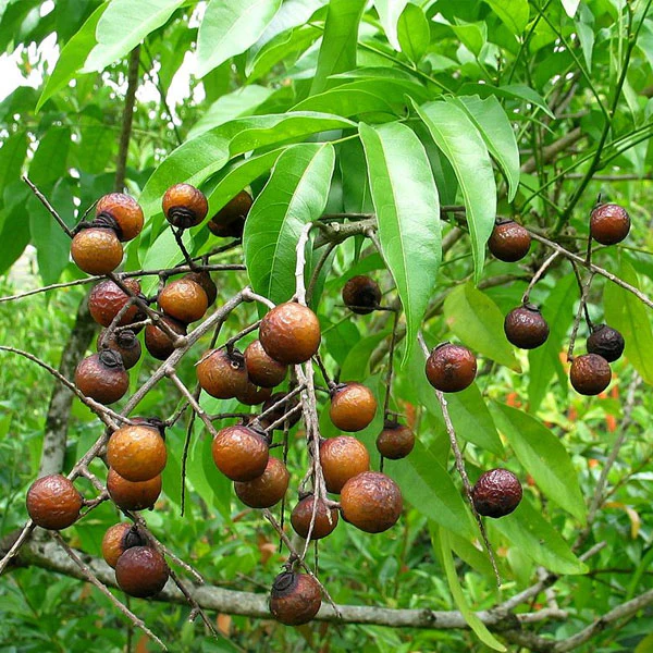 Aritha Nut Soap Seeds (Sapindus Mukorossi) 5