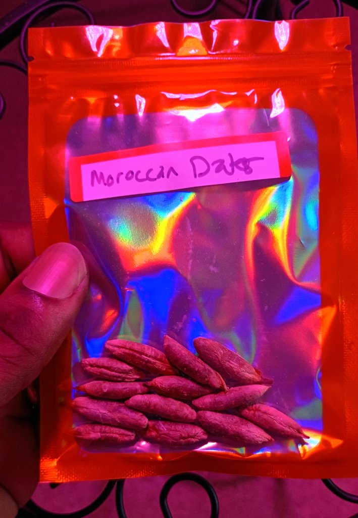 Moroccan Date Seeds 4