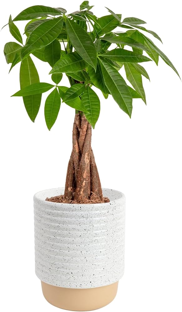 Money Tree 3