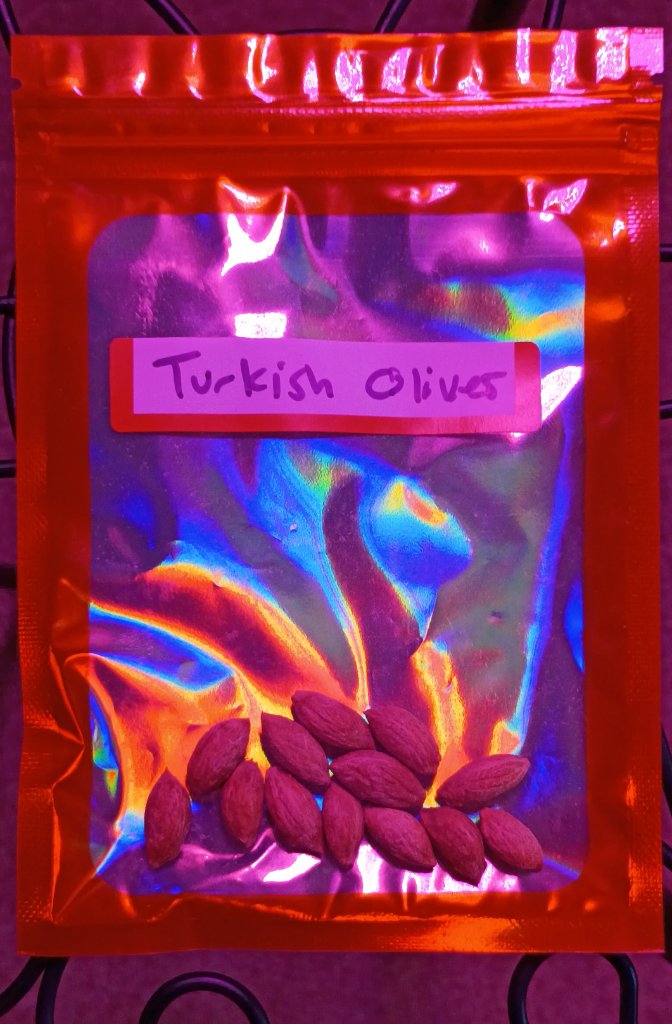 Turkish Olive Seeds 6