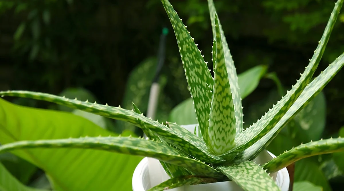 Aloe Vera 2