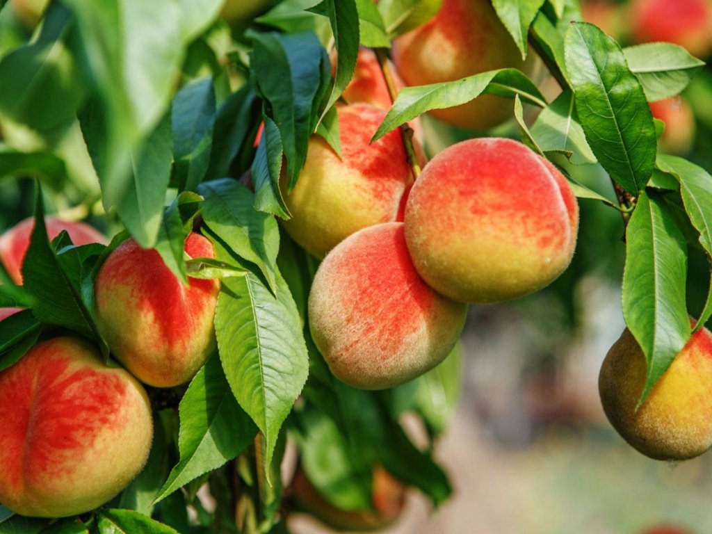 Peach Seed: Stone Fruit 6
