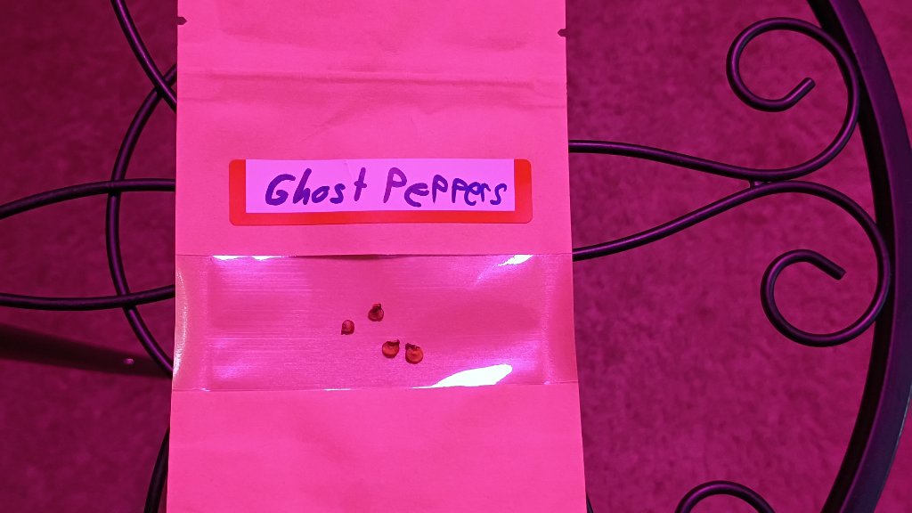 Ghost Pepper Seeds 7