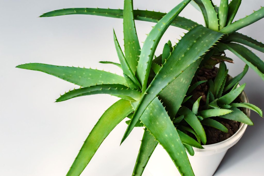Aloe Vera 3