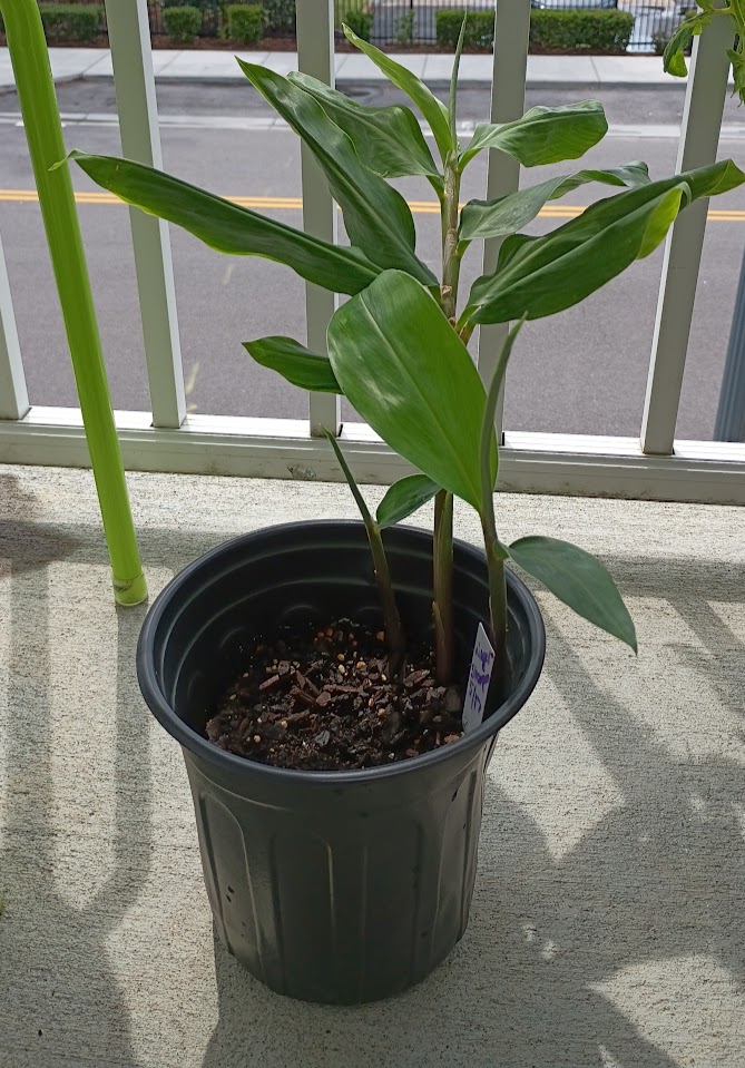 Shampoo (Bitter) Ginger 2