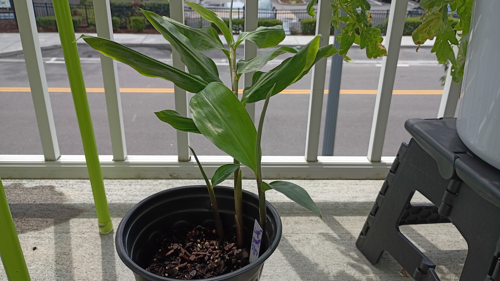 Shampoo (Bitter) Ginger 7
