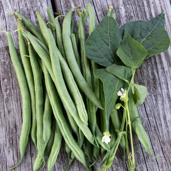 Bush Green Beans 6