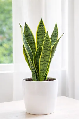 Snake Plant