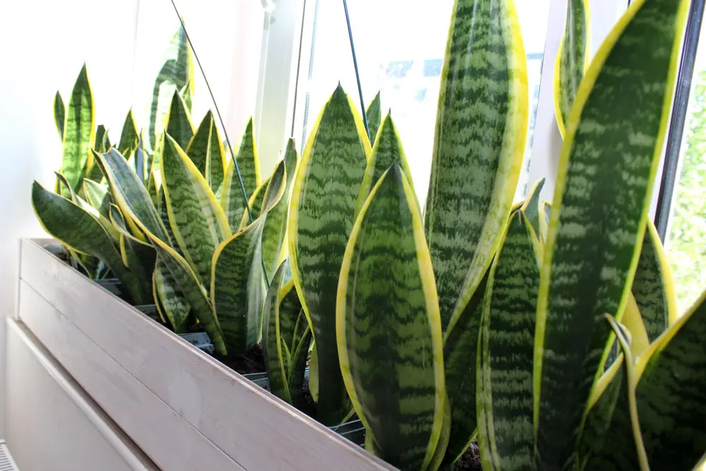Snake Plant 2