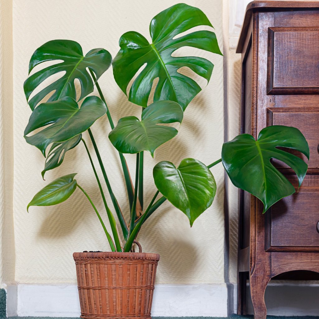 Monstera Deliciosa 2
