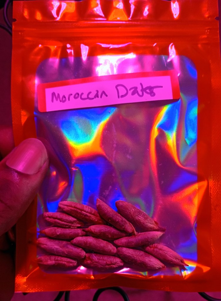 Moroccan Date Seeds 3