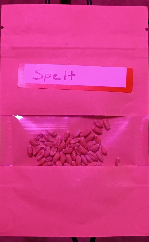 Spelt Seeds 2