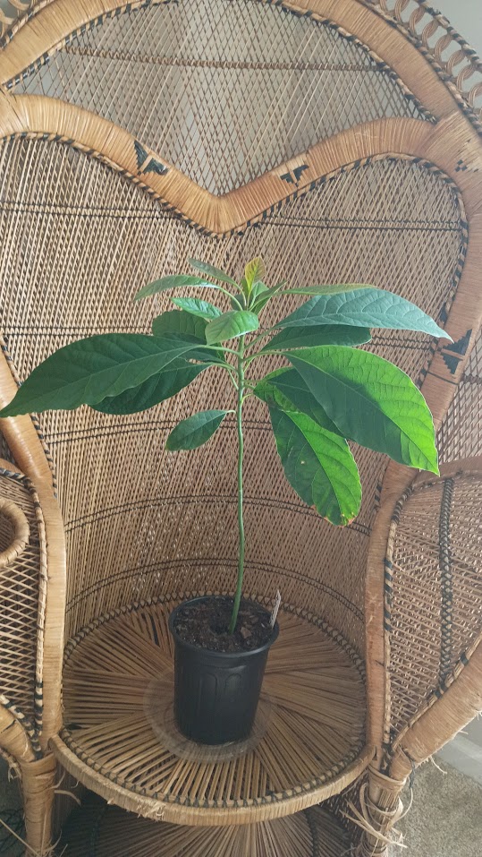 Avocado Plant