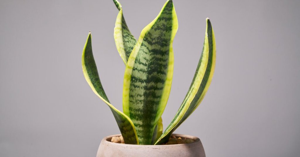 Snake Plant 3