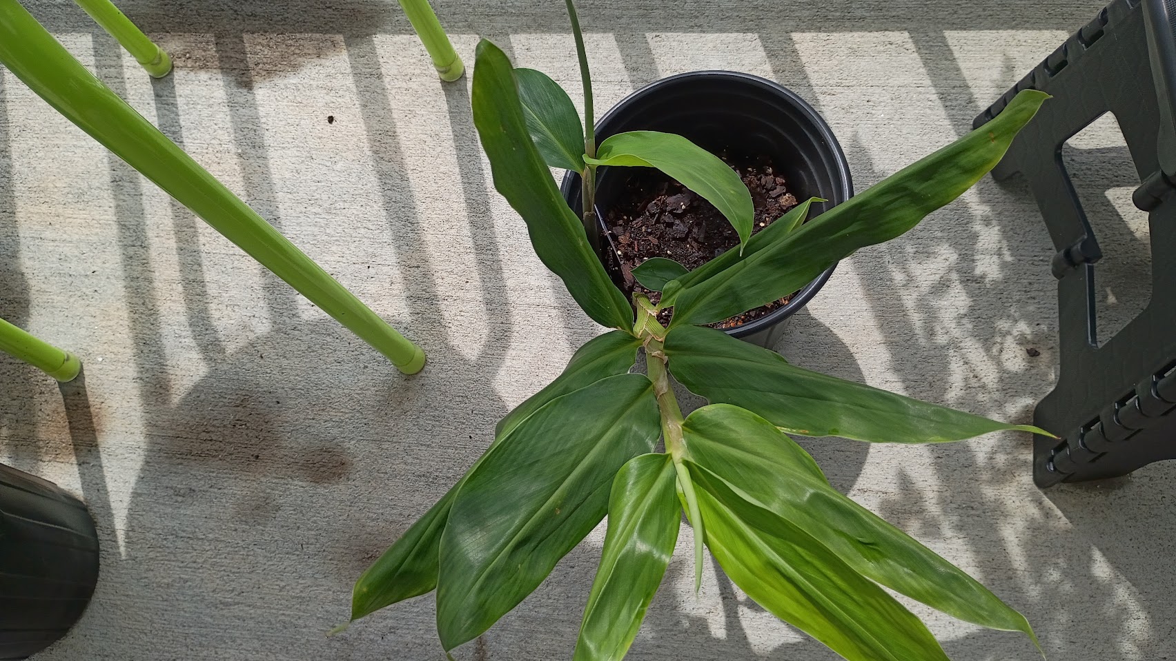Shampoo (Bitter) Ginger 6