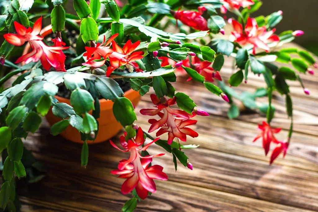 Christmas Cactus 3