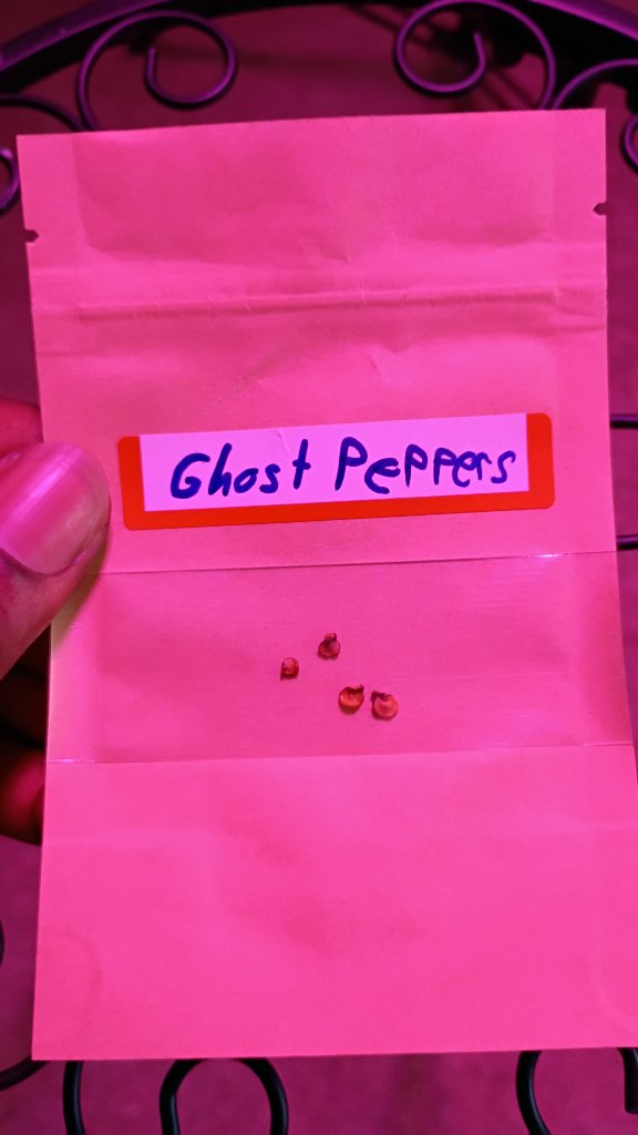 Ghost Pepper Seeds 6
