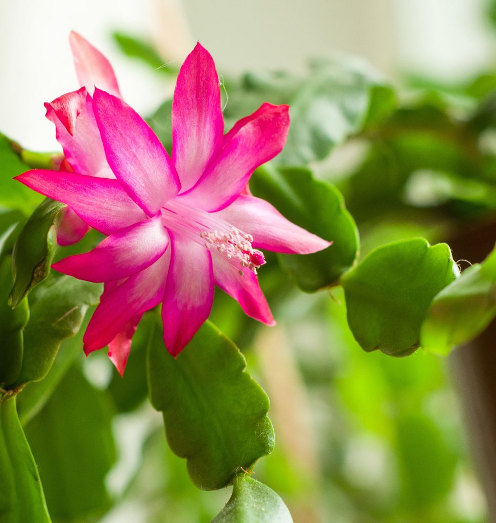 Christmas Cactus 2