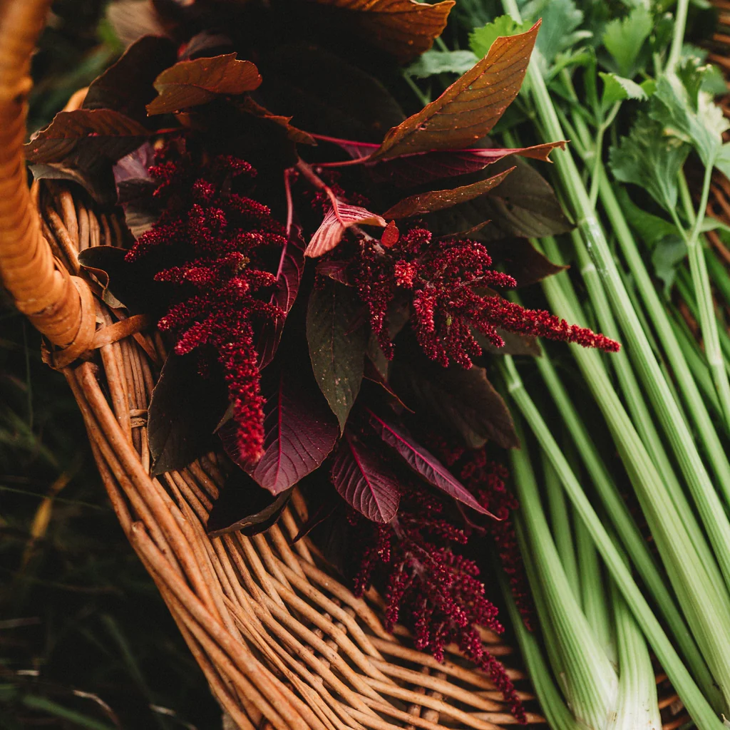 Amaranth Seeds (Red) 7